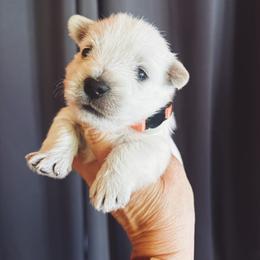 Rochelle - White female West Highland White Terrier puppy in Independence, Iowa from EClair's Havanese