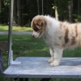 Australian Shepherd Puppies from Reinemn Kennels