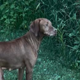 Coecoe - Vizsla