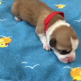Pembroke Welsh Corgi Puppies from S~Way Corgis