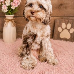 Hazel - Cockapoo
