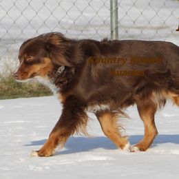 Australian Shepherds from Becki with Kountry Klassic Aussies