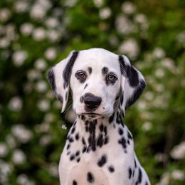 Cavalier King Charles Spaniel and Dalmatian Puppies from Cadence Hall