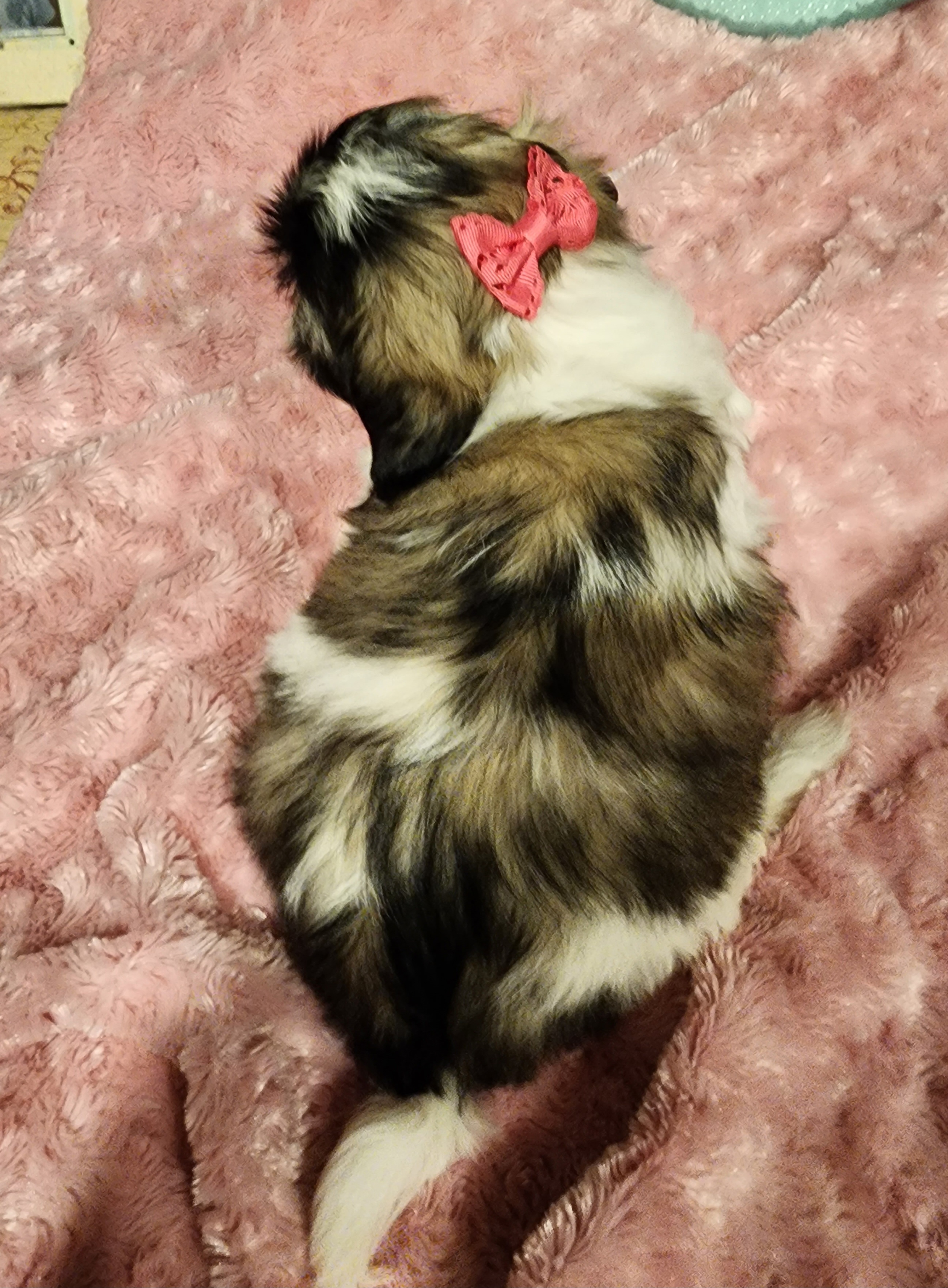 Shih Tzu Puppies from Grandma Ts Precious Puppies