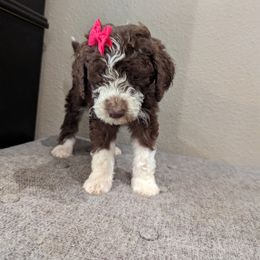 Louisa - Brown and white Sheepadoodle puppy in Cleburne, Texas from DoodlesOjoy