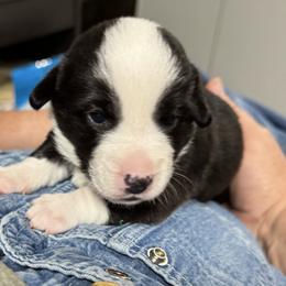 Blue collar - Black and white male Cardigan Welsh Corgi puppy in Omaha, Arkansas from DnD Corgis
