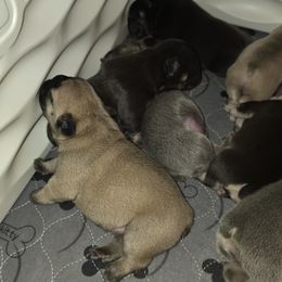 French Bulldog Puppies from ANE French Bulldogs