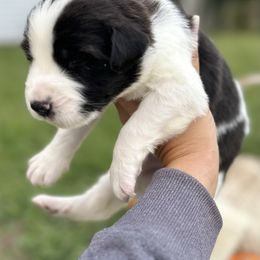 Caucasian Shepherd Dog, Labradoodle, and Saint Bernard Puppies from Blue Line Kennels