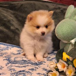 Matilda - Cream parti female Pomeranian puppy in Tampa, St Petersburg, Florida from Diana's Pomeranians