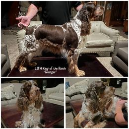 Granger - English Springer Spaniel