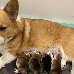 Pembroke Welsh Corgis from Holly Harmer