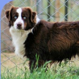 Quaid - Australian Shepherd