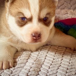 Ember - Red and white female Siberian Husky puppy in Grant City, Missouri from Timberline Paws