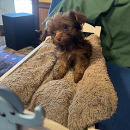 Miniature Schnauzer and Yorkshire Terrier Puppies from Cuddly Cutts Pets