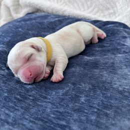 Girl 2 - female Labrador Retriever puppy in Temecula, California from Oak Valley Labradors