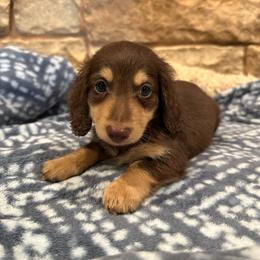 Axel - Chocolate and tan male Dachshund puppy in Stilwell, Oklahoma from B & K Dachshunds