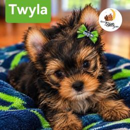 Twyla - Black and tan female Yorkshire Terrier puppy in Moses Lake, Washington from Harmony Hills Yorkies