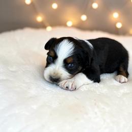 Echo - Black tri-color male Australian Shepherd puppy in Statesville, North Carolina from Charming Australian Shepherds