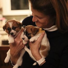 Boy 4 - Tri-color male Jack Russell Terrier puppy in Berthoud, Colorado from Shelby Burleson's Golden Retrievers and Jack Russell Terriers