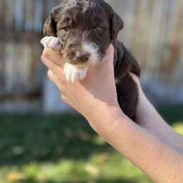 Aussiedoodle Puppies from Jojo the Denver Aussie