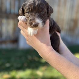 Aussiedoodle Puppies from Jojo the Denver Aussie