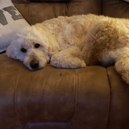Gypsy - Goldendoodle