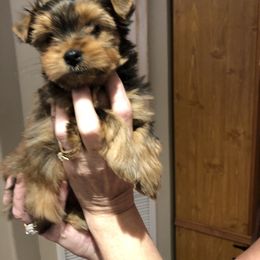 Yorkshire Terrier Puppies from Happy Days Acres and Yorkies