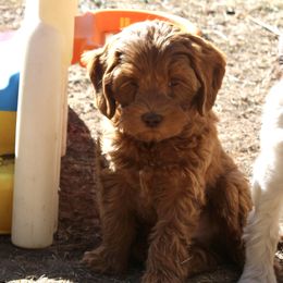 Australian Labradoodle Puppies from Oodles Of Fluffy Doodles