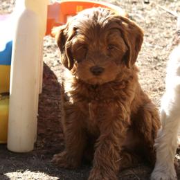 Australian Labradoodle Puppies from Oodles Of Fluffy Doodles
