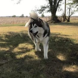Roo - Alaskan Malamute