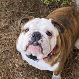Bulldogs from Juneau's Adorable Bulldogs