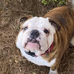 Bulldogs from Juneau's Adorable Bulldogs