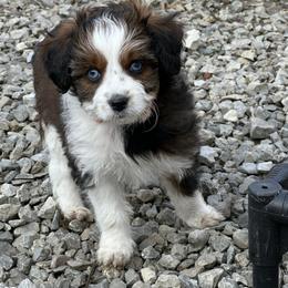 Girl 2 - Red tri-color female Aussiedoodle puppy in Hillsboro, Illinois from Perfect Paws Puppies