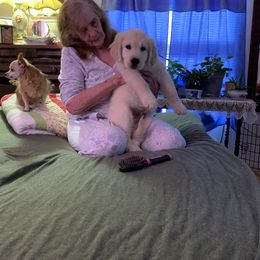Golden Retriever Puppies from Able Creek Kennels