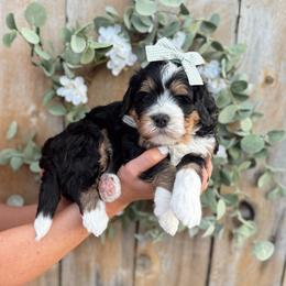 Tinkerbell - Tri-color female Bernedoodle puppy in Payson, Utah from The Puppy Nest