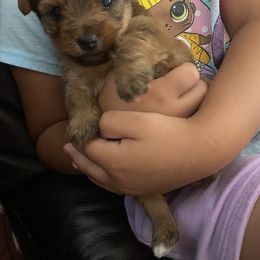Girl 1 - Gold Yorkshire Terrier puppy in Newman, California from Central Valley Yorkies