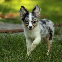 Moon - Blue merle female Toy Australian Shepherd puppy in Franklinville, North Carolina from Fine Hill Miniature Americans