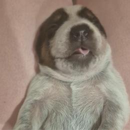 Boy 1 - Red mottled male Australian Cattle Dog puppy in St. Landry, Louisiana from BMK Heelers
