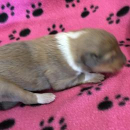 Girl 3 - Sable and white female Collie puppy in Bad Axe, Michigan from Collie Campo