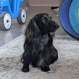 Cosmo - Dachshund