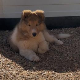 Collie Puppies from Castlebar Collies