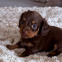 Oden - Chocolate and tan male Dachshund puppy in Chelsea, Oklahoma from Elite Puppies of Oklahoma