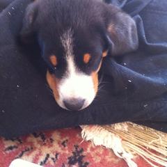 Entlebucher Mountain Dog Puppies from Bar TT Ranch Entlebuchers