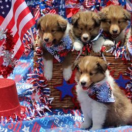 Shetland Sheepdog Puppies from Himark Shelties