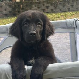 Maria OFA - Black female Newfoundland puppy in Falmouth, Michigan from Dyer Lake Newfoundland’s