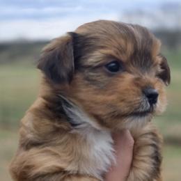Jase, CKC yorkie - Chocolate, tan and white male Yorkshire Terrier puppy in Dickson, Tennessee from Rowan's Rascals