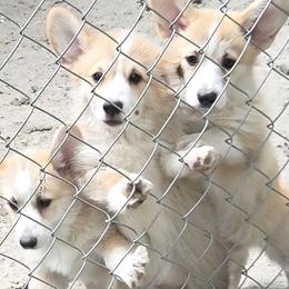 Pink collar girl - White and red female Pembroke Welsh Corgi puppy in Baskerville, Virginia from Let Alone Creek Farm Corgis