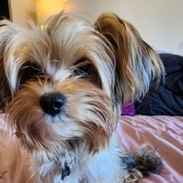Yorkshire Terriers from A+Yorkies