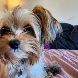 Yorkshire Terriers from A+Yorkies