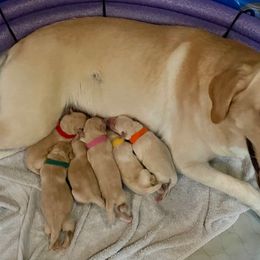 Labrador Retriever Puppies from Jewell Labradors